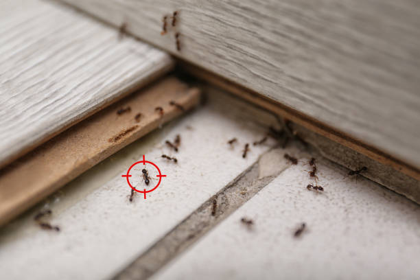 Best Pest Removal Services  in Ranger, TX