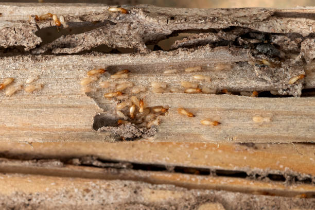 Best Pest Control for Businesses  in Ranger, TX